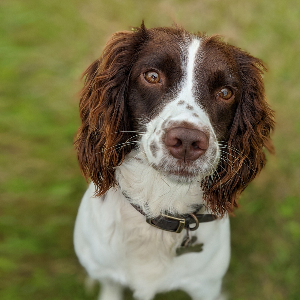 a colly dog